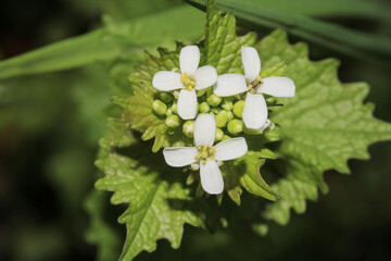 Weiße Blüten des Knoblauchrauke, Alliaria petiolata