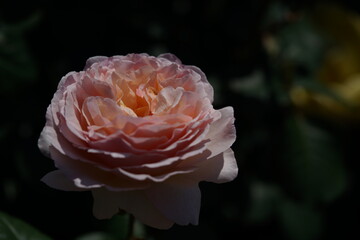 Light Orange Flower of Rose 'Princess Charlene de Monaco' in Full Bloom
