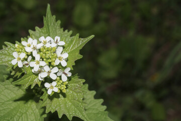 Weiße Blüten des Knoblauchrauke, Alliaria petiolata