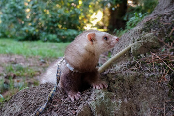 Pet ferret walking on a leash in the park