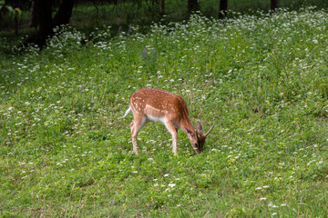 Brown Deer family in the meadow. Sleeping and standig