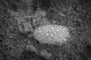 White feather with dew drops