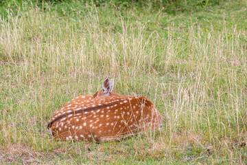Obraz premium Brown Deer family in the meadow. Sleeping and standig