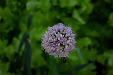 flowering onion allium giganteum