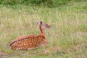 Brown Deer family in the meadow. Sleeping and standig
