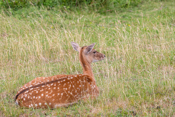 Brown Deer family in the meadow. Sleeping and standig