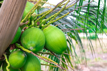 fresh coconut on the tree