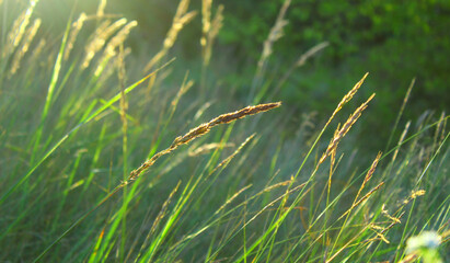 Źdźbła trawy na łące w słońcu