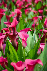 Red Zantedeschia aethiopica or Calla Lily in the garden.