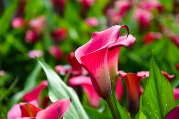 Red Zantedeschia aethiopica or Calla Lily in the garden.