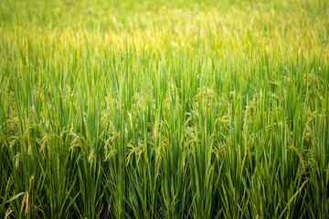 Rice ripening in autumn in the south