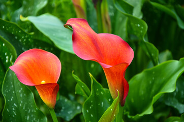 Red Zantedeschia aethiopica or Calla Lily in the garden.