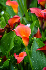 Red Zantedeschia aethiopica or Calla Lily in the garden.
