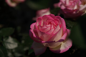 Faint Pink and White Flower of Rose 'Princess de Monaco' in Full Bloom
