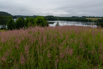Fototapeta premium Wild grass in the forest on green background