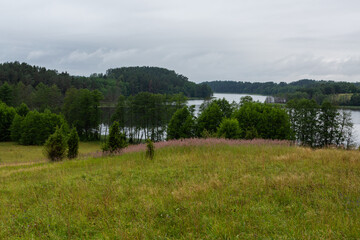 Wild grass in the forest on green background