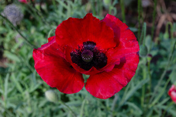 Big red poppy flower close up