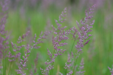 Wild grass in the forest on green background