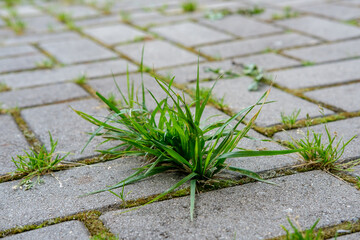 A close-up bunch of green grass and moss grow in the seams between the small cobblestones of the walkway in the garden. - obrazy, fototapety, plakaty