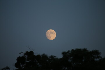 Moon in the sky above the treetops
