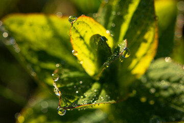 Morning dew drops in the morning