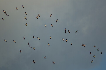 birds in flight