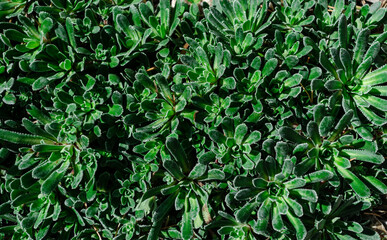 Background from a low green plant in the garden