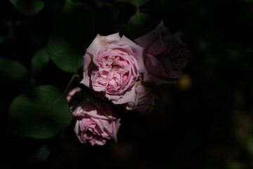 Light Pink Flower of Rose 'Princess May' in Full Bloom
