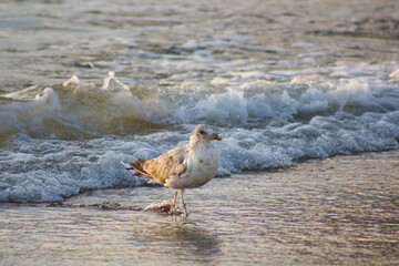 gull