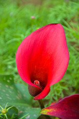 Red Zantedeschia aethiopica or Calla Lily in the garden.