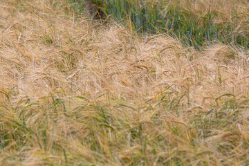 cereal spikes in green and yellow