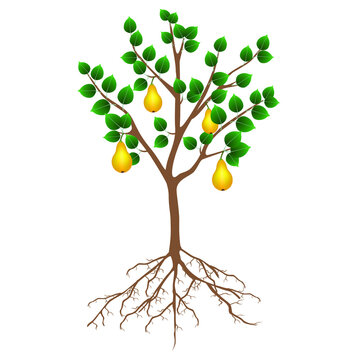 A pear tree with fruits and roots on a white background.