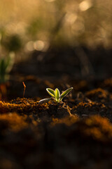  Green plant stem