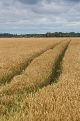 summer landscapes with clouds and fields