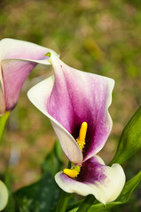 Purple Zantedeschia aethiopica or Calla Lily in the garden.