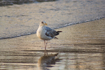 seagull on the beach