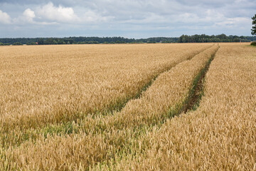 summer landscapes with clouds and fields