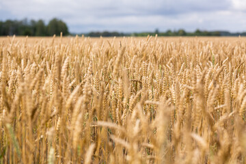 cereal spikes in green and yellow