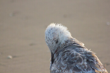 black headed gull