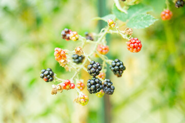 Ripe wild blackberries hanging from brambles