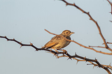 bird