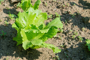 not yet ripe salad grown in a vegetable garden