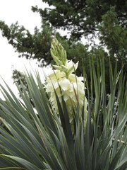 Obraz premium flower in Brooklyn Botanic Garden in New York City