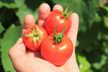 Red tomatoes on the palm on a background of green grass.