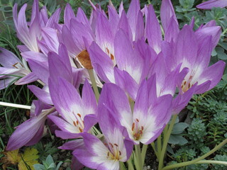 flower in Brooklyn Botanic Garden in New York City