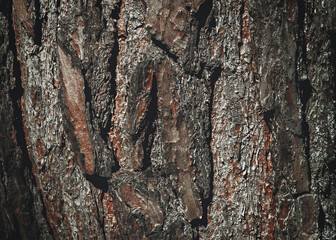 Bark texture background pattern crack old brown for design. Texture of bark wood use as natural background