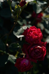 Red Flower of Rose 'Princess Mikasa' in Full Bloom
