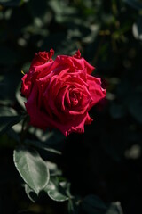 Red Flower of Rose 'Princess Mikasa' in Full Bloom

