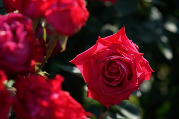 Red Flower of Rose 'Princess Mikasa' in Full Bloom
