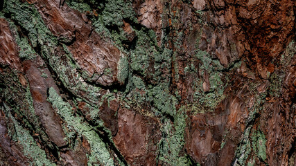 Natural beautiful texture. Forest background. The bark of a tree is covered with green moss.